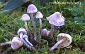 Cystolepiota bucknallii-amf1184